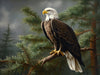 Majestic Bald Eagle