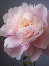 Peony in Full Bloom